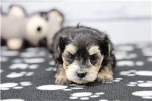 Reginald - Morkie / Yorktese for sale