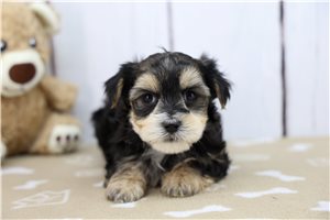 Rhodes - Morkie / Yorktese for sale