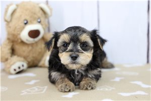 Reece - Morkie / Yorktese for sale