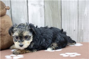 Rissa - Morkie / Yorktese for sale