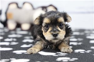 Reece - puppy for sale