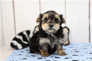Reece - Morkie / Yorktese for sale