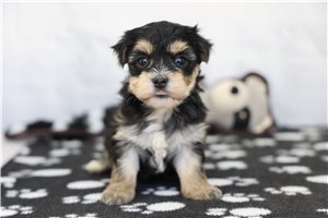 Raelynn - puppy for sale