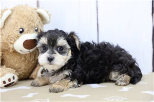 Reginald - Morkie / Yorktese for sale