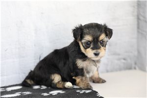 Rissa - Morkie / Yorktese for sale