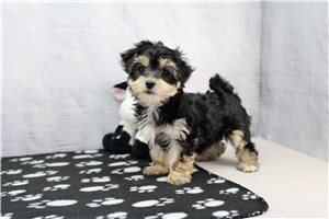 Raelynn - Morkie / Yorktese for sale