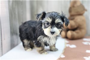 Richard - Morkie / Yorktese for sale