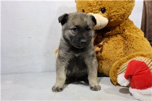 Edgar - Norwegian Elkhound for sale