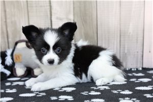 Darth - Papillon for sale