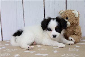 Dirk - Papillon for sale