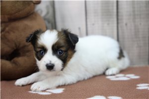 Dana - Papillon for sale