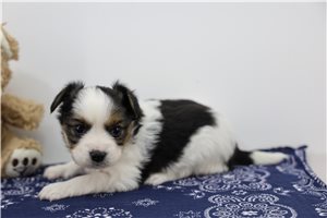 Ozzy - Papillon for sale