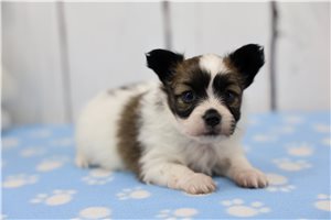 Abigail - puppy for sale