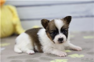 Bitsy - Papillon for sale