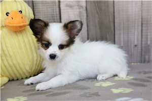 Deats - Papillon for sale
