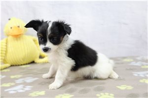 Colton - puppy for sale