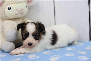 Albert - puppy for sale