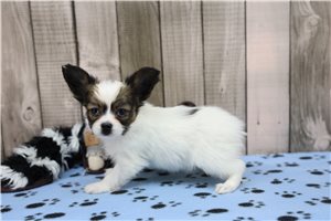 Davina - Papillon for sale