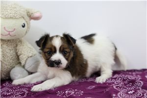 Nikki - Papillon for sale