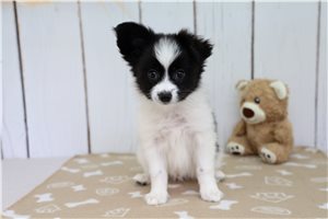 Darth - Papillon for sale