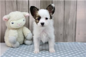 Bernie - Papillon for sale