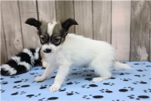Papillon for Sale | Puppies | Pawrade.com