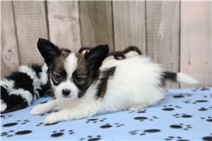 Dallas - Papillon for sale