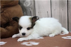 Deats - puppy for sale