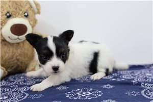 Oxana - Papillon for sale