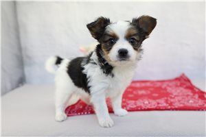 Ozzy - Papillon for sale