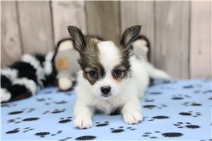 Destiny - Papillon for sale