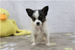 Connor - Papillon for sale