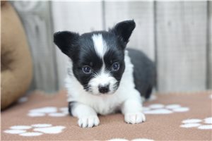 Dixie - Papillon for sale