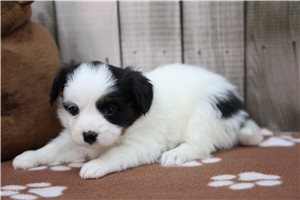 Dirk - Papillon for sale
