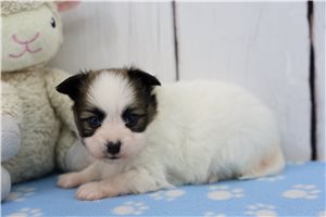 Alea - Papillon for sale