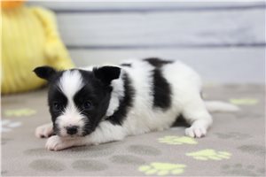 Bimini - Papillon for sale