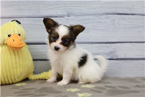 Albert - Papillon for sale