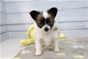Abigail - Papillon for sale