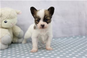 Griffin - Papillon for sale