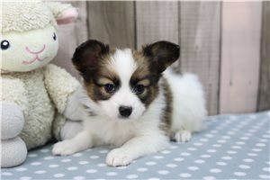 Bentley - Papillon for sale