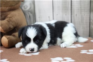 Darth - Papillon for sale