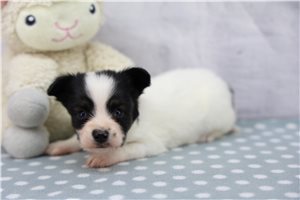 Gordan - Papillon for sale