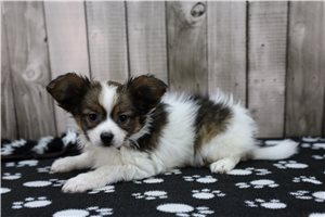 Top 21 Papillon Puppies for Sale in Bakersfield | Pawrade.com