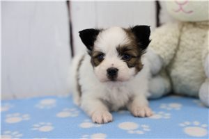 Archie - puppy for sale