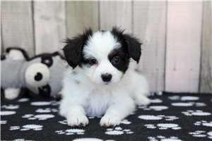 Dirk - Papillon for sale