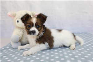 Nikki - Papillon for sale