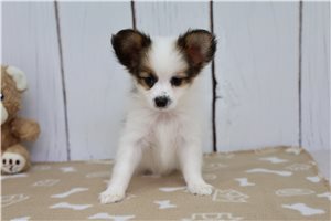 Deats - Papillon for sale