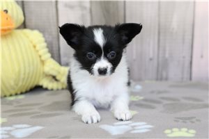 Dixie - Papillon for sale
