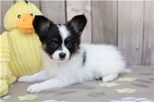 Dolly - Papillon for sale