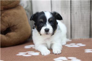 Dolly - puppy for sale
